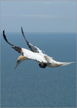 Gannett in flight from Bempton Cliffs, Yorkshire.