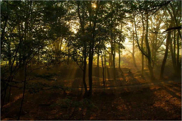 Trees and Light, Brayton Barff