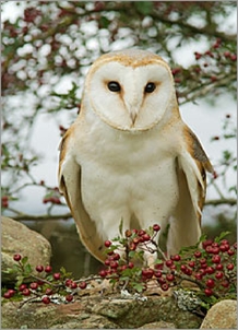 Barn Owl on wall