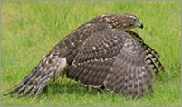 Juvenile Goshawk 2