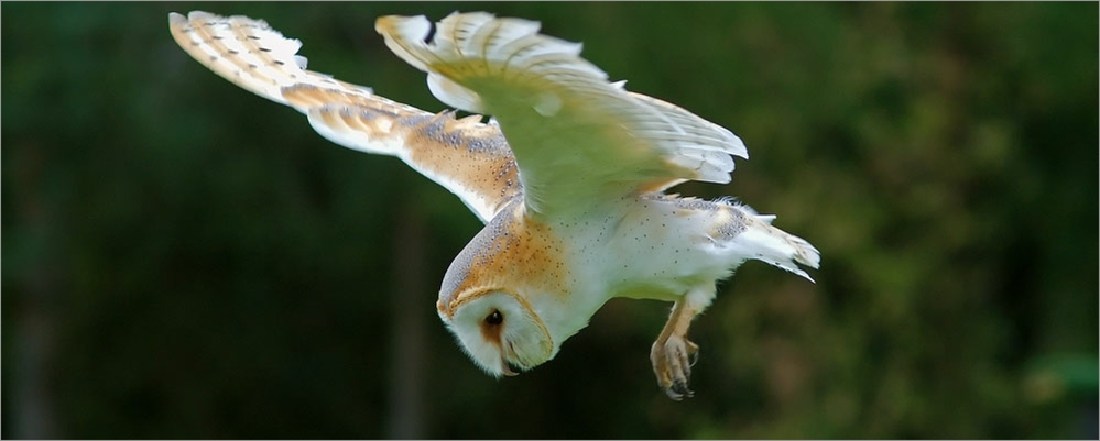 Barn Owl