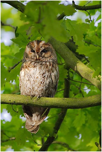 Tawny Owl, Brayton Barff