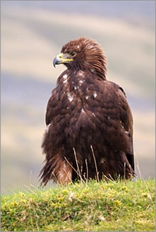 Golden Eagle on the Pennines