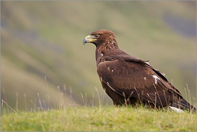 Golden Eagle