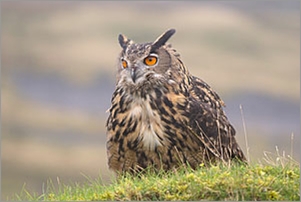 Eagle Owl