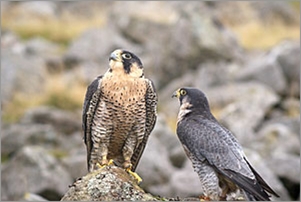 Peregrine Pair