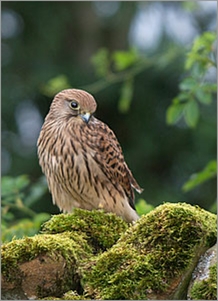 Kestrel