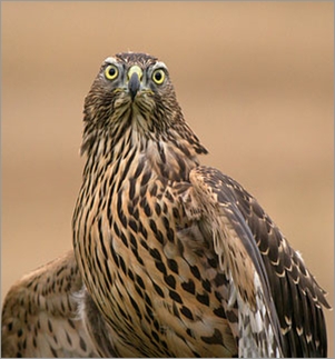 Juvenile Goshawk