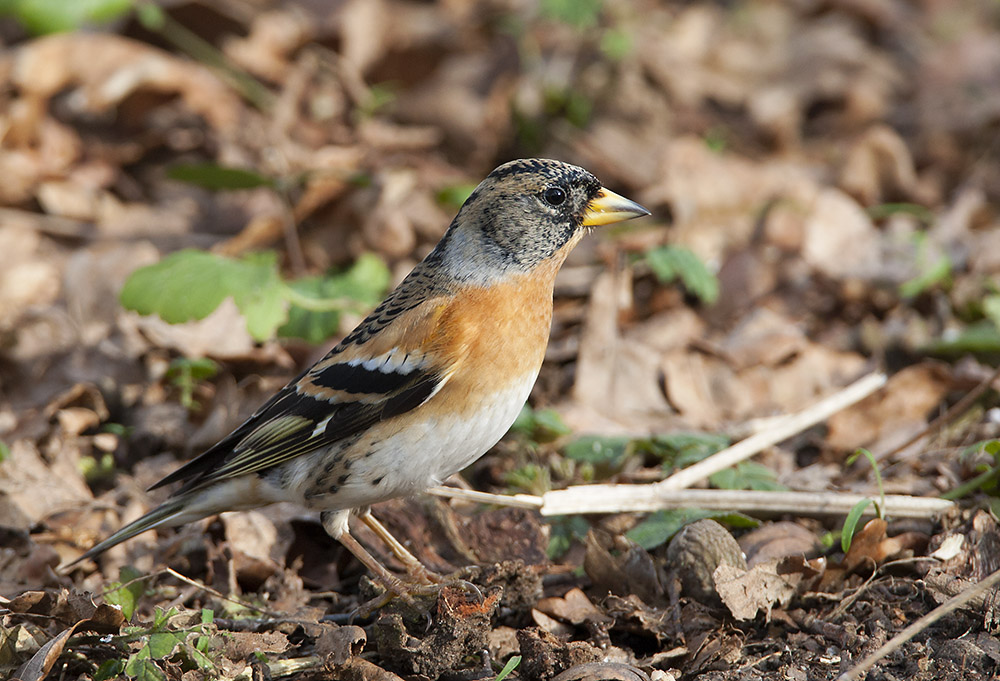 Brambling
Car park feeding station
Keywords: bbwildalb