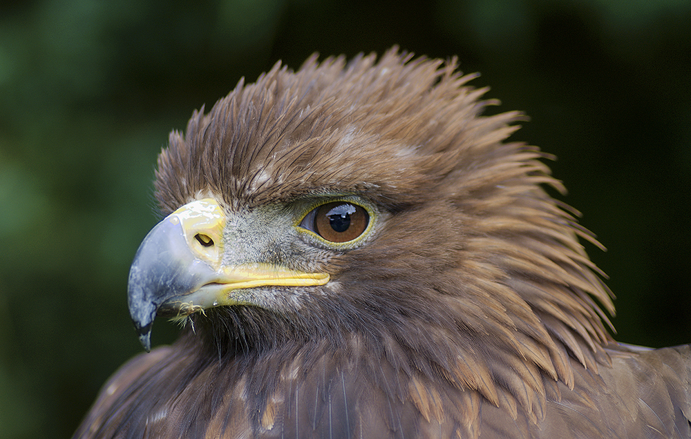 Golden Eagle Portrait
Captive Bird
