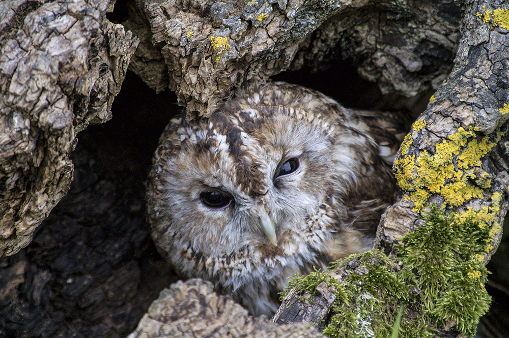 Little Owl
Keywords: bbwildalb,Brayton Barff,Little Owl