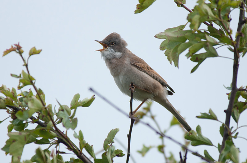 Whitethroat
Keywords: bbwildalb