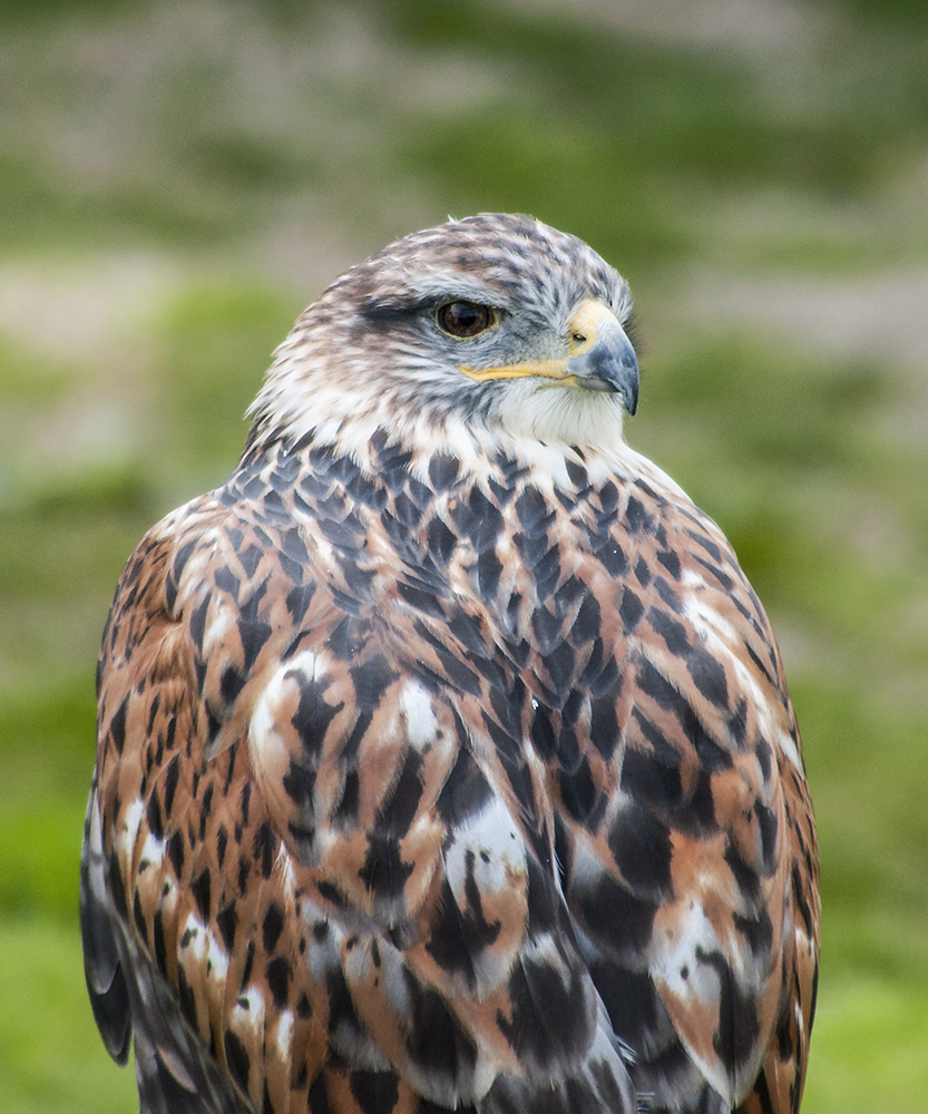Lanner Falcon
Captive 
Keywords: Sion Hall Falconry,Yorkshire