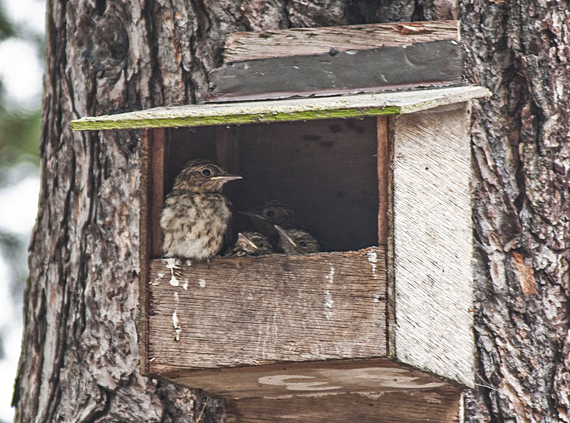 Spotted Flycatcher
Nest in car park
Keywords: bbwildalb