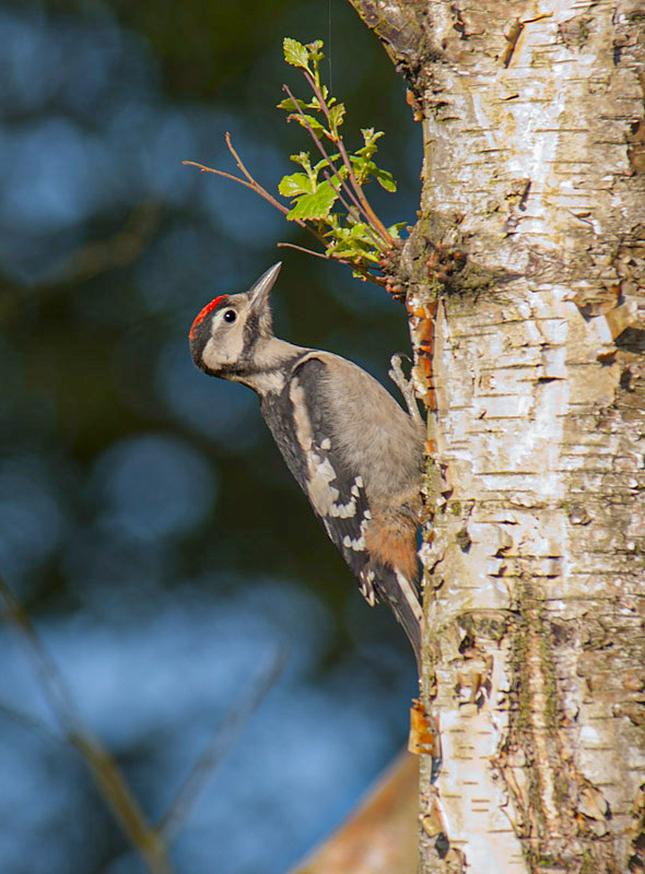 Greater Spotted Woodpecker
Just fledged from nest
Keywords: bbwildalb