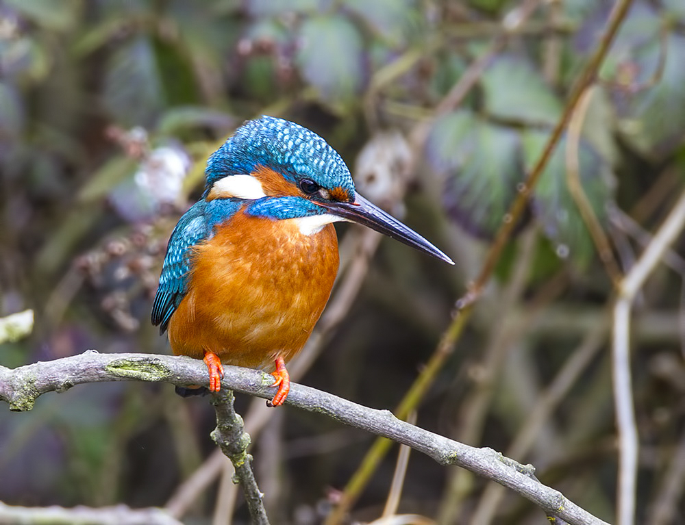 C7D_1029b
Kingfisher
