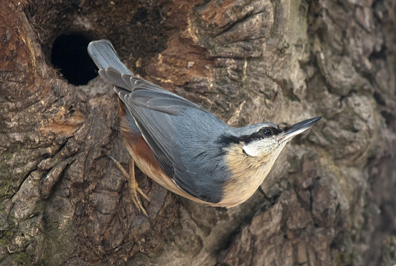 Nuthatch
Keywords: bbwildalb,Brayton Barff,Nuthatch