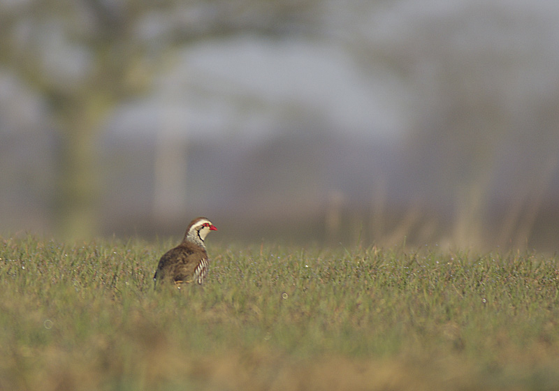 Red leg Partridge
