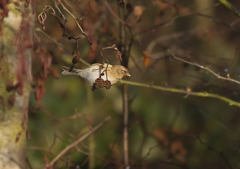 Redpoll
Keywords: bbwildalb,Brayton Barff,Redpoll