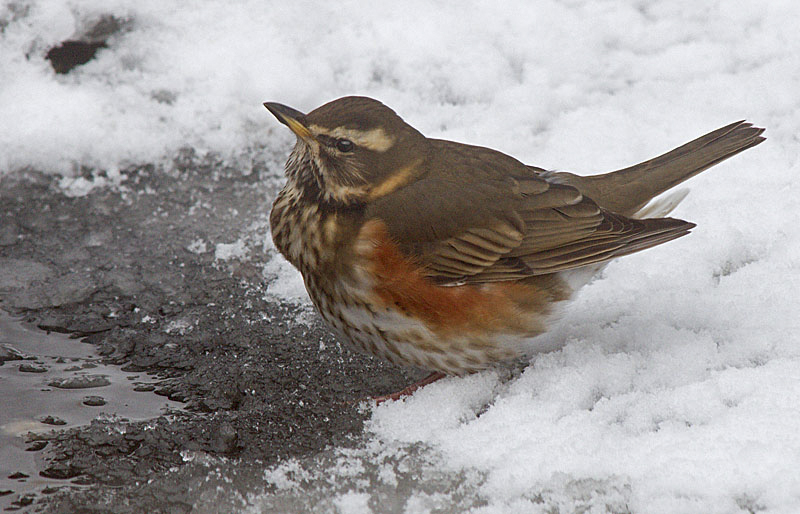 Redwing
Keywords: bbwildalb,Brayton Barff,Redwing