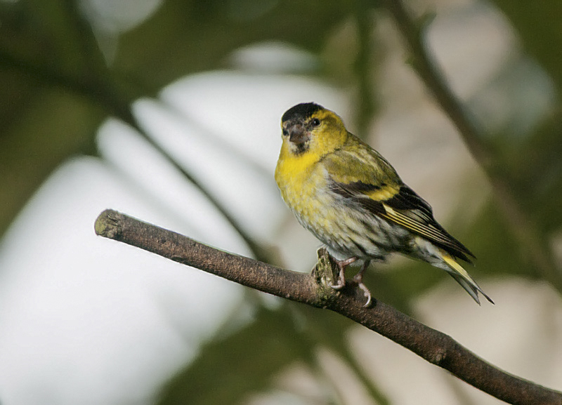 Siskin
Home Garden
Keywords: bbwildalb,Brayton Barff,Siskin