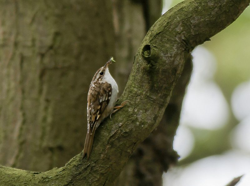 Tree Creeper
Tree Creeper
Keywords: bbwildalb,Brayton Barff,Tree Creeper