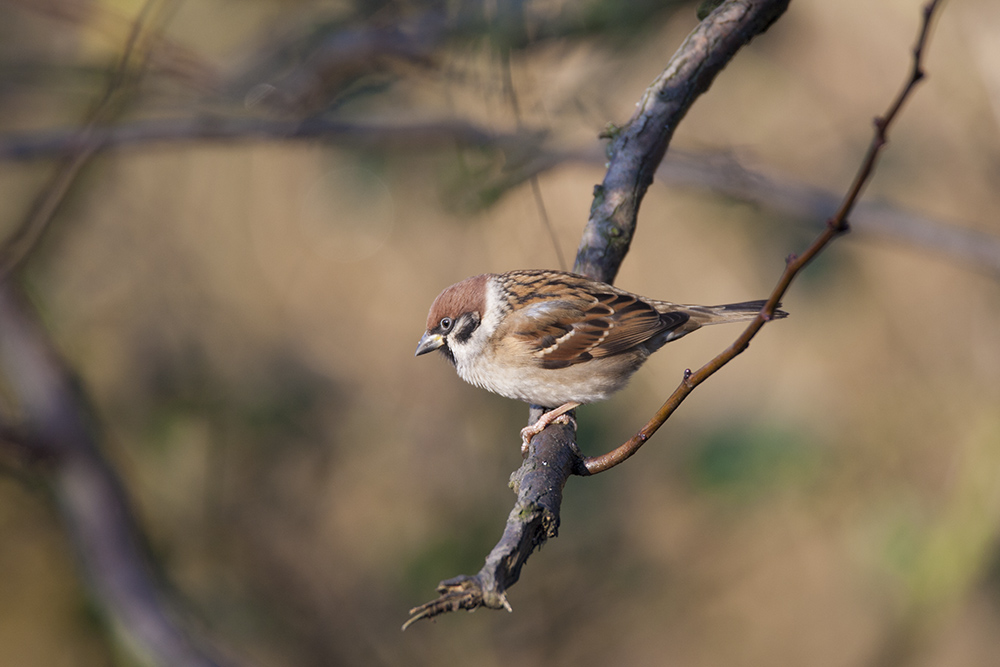 Keywords: bbwildalb,Brayton Barff,Tree Sparrow