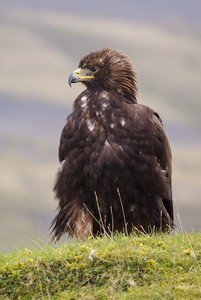 Golden Eagle
Captive Bird
