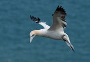 Filename=A7-3358.jpg
Filesize=190KiB
Dimensions=800x556
Date added=Sep 21, 2019 A7-3358.jpg