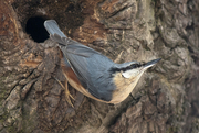 Nuthatch.jpg