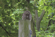 Filename=SX240-1056.jpg
Filesize=209KiB
Dimensions=800x547
Date added=Sep 20, 2019 SX240-1056.jpg