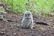 Filename=sx240-2159.jpg
Filesize=562KiB
Dimensions=1000x666
Date added=Sep 20, 2019 sx240-2159.jpg