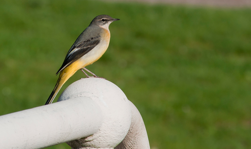 SONY DSC
Keywords: biralb,FoD,grey wagtail