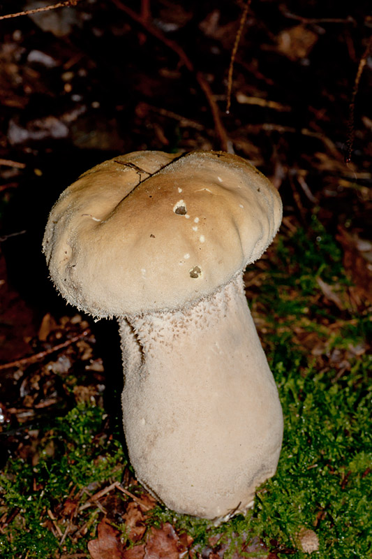 SONY DSC
Keywords: funalb,FoD