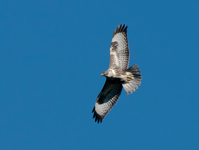 SONY DSC
Keywords: biralb,buzzard,Fod