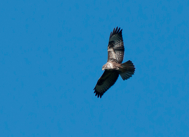 SONY DSC
Keywords: biralb,buzzard,Fod