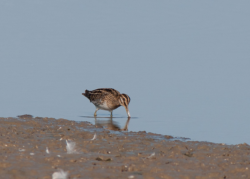 Snipe
Snipe
Keywords: biralb,Cley Marshes,Norfolk,Snipe