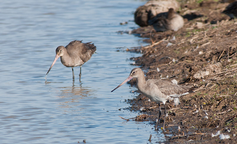 Black Tailed Godwit
Black Tailed Godwit
Keywords: biralb,Black Tailed Godwit,Cley Marshes,Norfolk