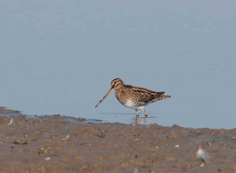 Snipe
Snipe
Keywords: biralb,Cley Marshes,Norfolk,Snipe