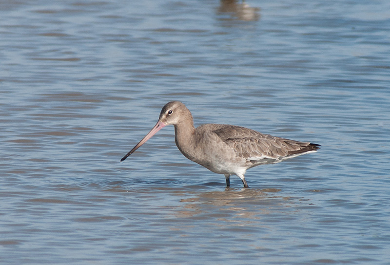 Black Tailed Godwit
Black Tailed Godwit
Keywords: biralb,Black Tailed Godwit,Cley Marshes,Norfolk