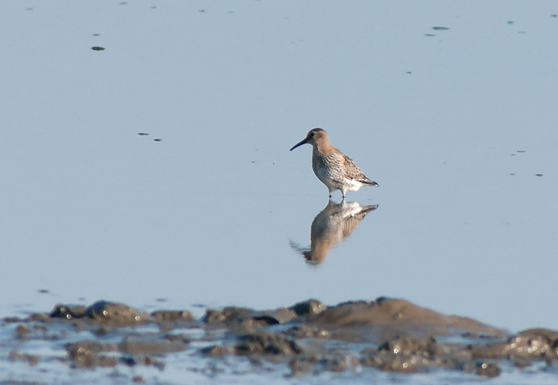 Keywords: biralb,Cley Marshes,Norfolk