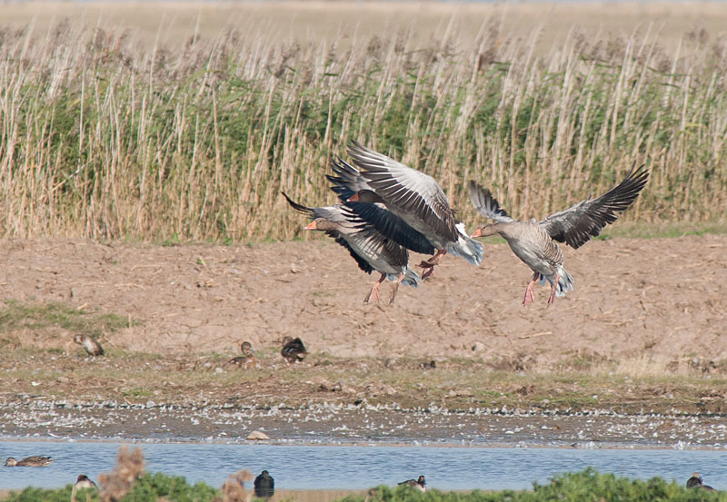 Greylags
Keywords: biralb,Cley Marshes,Greylag Goose,Norfolk