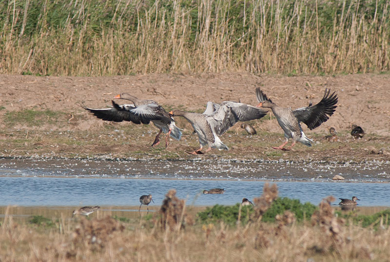 Greylag geese
Keywords: biralb,Cley Marshes,Greylag Goose,Norfolk