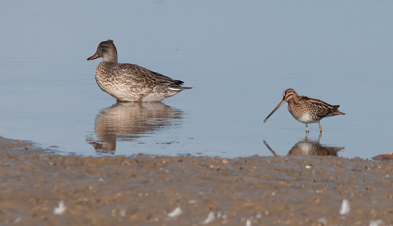 Snipe
Snipe
Keywords: biralb,Cley Marshes,Norfolk,Snipe