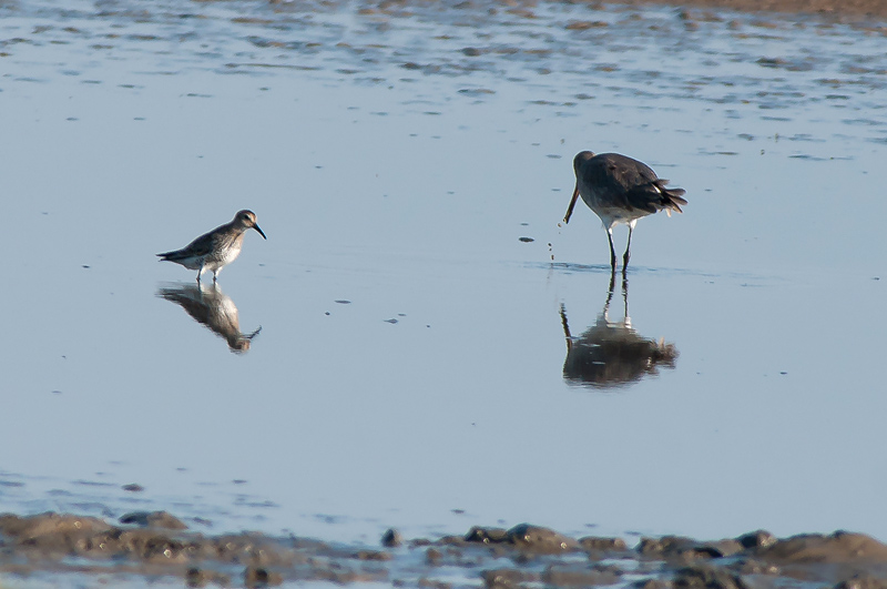 Keywords: biralb,Cley Marshes,Norfolk