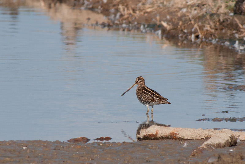 Snipe
Snipe
Keywords: biralb,Cley Marshes,Norfolk,Snipe