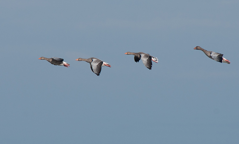 Keywords: biralb,Cley Marshes,Greylag Goose,Norfolk