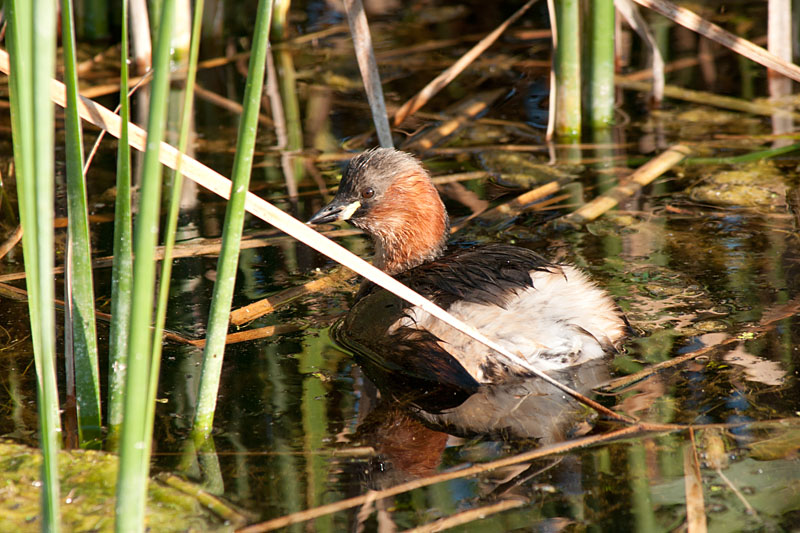Little Grebe
Little Grebe, also known as dabchick
Keywords: biralb,Cley Marshes,Little Grebe,Norfolk