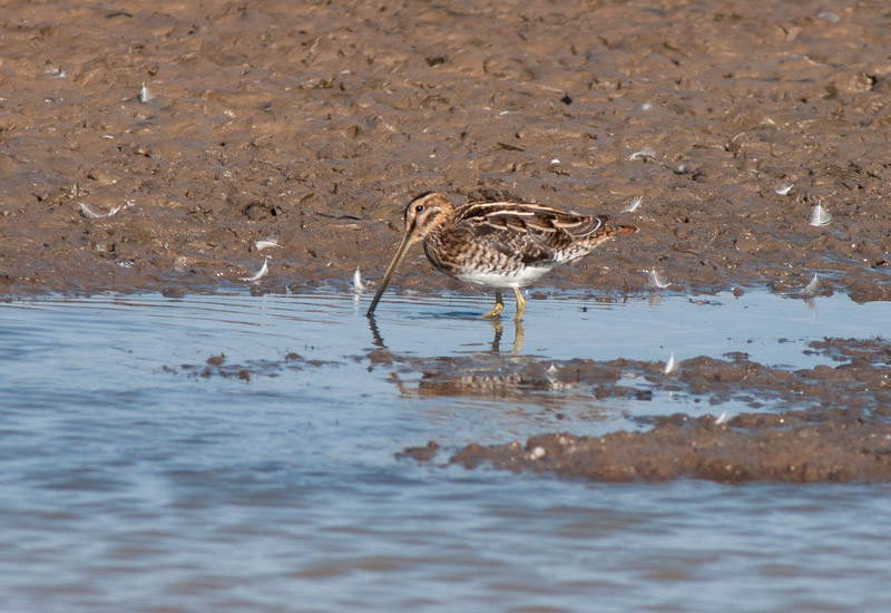 Snipe
Snipe
Keywords: biralb,Cley Marshes,Norfolk,Snipe