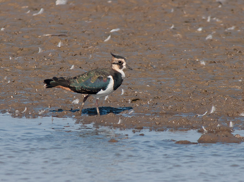 Keywords: biralb,Cley Marshes,Lapwing,Norfolk